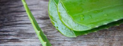 aloe-vera_x600